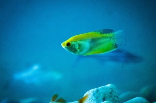 ANIMALES CON RESPIRACIÓN BRANQUIAL